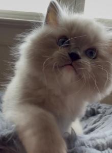Little Puggers - Ragdoll Kitten For Sale - Laurel&comma; MD&comma; US
