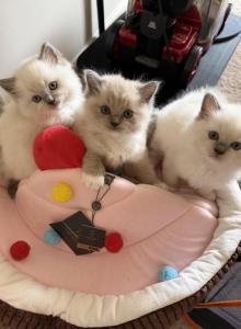 Rare Blue Eyed Fawn Colored Mink - Ragdoll Kitten For Sale - Laurel&comma; MD&comma; US
