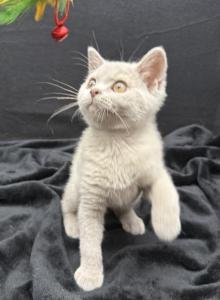 Lilac Boy GrCh Sire - British Shorthair Kitten For Sale - Providence&comma; RI&comma; US