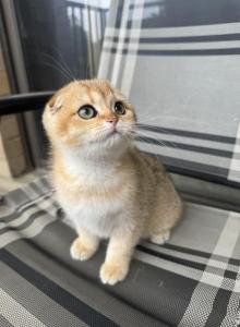 Leo - Scottish Fold Kitten For Sale - Falls Church&comma; VA&comma; US