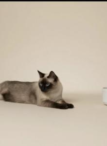Littles - Siamese Cat For Sale - Reston, VA, US Littles - Siamese Cat For Sale - Reston, VA, US