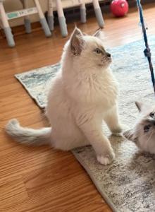 Luna - Ragdoll Kitten For Sale - Cleveland&comma; OH&comma; US