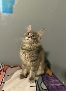 Simba - Maine Coon Kitten For Sale - Pinson&comma; AL&comma; US