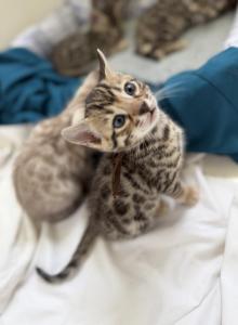 R litter - Bengal Kitten For Sale - Raeford&comma; NC&comma; US