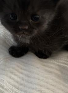 Baby - Scottish Fold Kitten For Sale - Westfield&comma; NY&comma; US