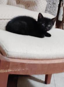 Kittens - Domestic Kitten For Adoption - Lawrence, MA, US Kittens - Domestic Kitten For Adoption - Lawrence, MA, US
