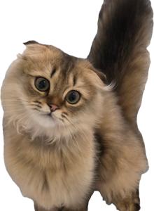 Jr Prince - Scottish Fold Kitten For Sale - Cleveland&comma; OH&comma; US