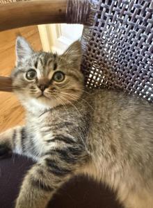 Happy - Scottish Straight Kitten For Sale - Atlanta&comma; GA&comma; US