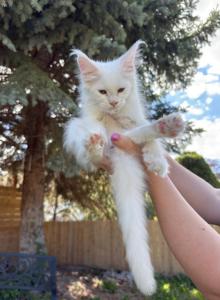 Xayahs Litter - Maine Coon Kitten For Sale - S Salt Lake&comma; UT&comma; US