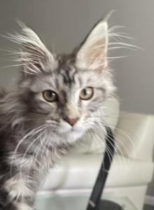 Re home - Maine Coon Kitten For Sale - OH&comma; US
