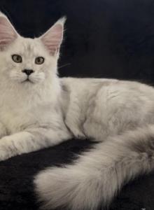 Cesium - Maine Coon Kitten For Sale - NY, US Cesium - Maine Coon Kitten For Sale - NY, US