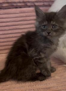 Maine Coon - Maine Coon Kitten For Sale - ATL&comma; GA&comma; US