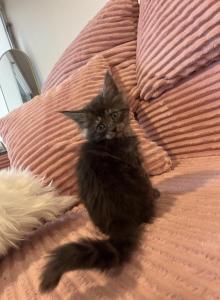 Maine Coon - Maine Coon Kitten For Sale - ATL&comma; GA&comma; US