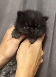Baby - Persian Kitten For Sale - Conyers&comma; GA&comma; US