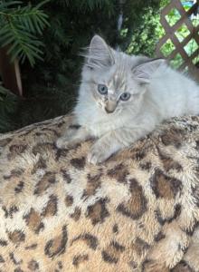 2 Male Siamese kittens - Siamese Kitten For Adoption - Westfield&comma; MA&comma; US
