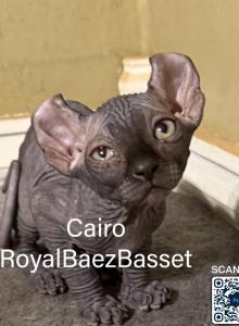 The Enchanted Litter - Sphynx Kitten For Sale - Sidney&comma; NE&comma; US