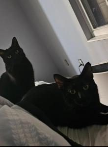 Shadow - Domestic Cat For Sale - Indianapolis&comma; IN&comma; US