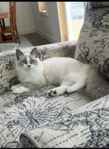 Snowball Girl - Ragdoll Cat For Sale - Ionia&comma; MI&comma; US