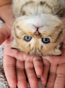 Jake - Scottish Fold Kitten For Sale - Berlin&comma; NJ&comma; US