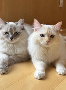 Hank and Olive - Ragdoll Cat For Sale - WA&comma; US