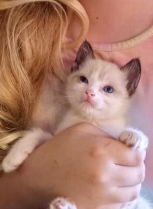 Fancy kittens - Siamese Kitten For Sale - Carrollton&comma; TX&comma; US