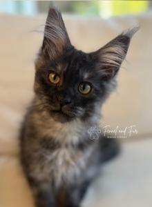 Bud Askins Black Smoke - Maine Coon Kitten For Sale - Villa Rica&comma; GA&comma; US