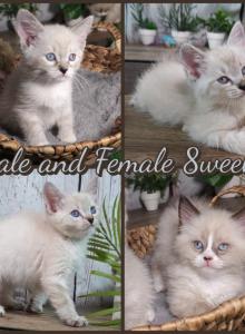 Kittens Siberian Masquerade Ragdoll - Ragdoll Kitten For Sale - Eagan&comma; MN&comma; US