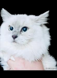 Kats Ravishing Ragdolls August kittens - Ragdoll Kitten For Sale - Lancaster&comma; PA&comma; US