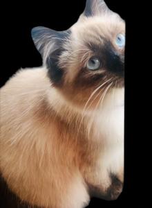 Kats Ravishing ragdolls September litter - Ragdoll Kitten For Sale - Lancaster, PA, US Kats Ravishing ragdolls September litter - Ragdoll Kitten For Sale - Lancaster, PA, US