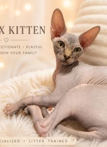 Foxi - Sphynx Kitten For Sale - Wellesley, MA, US Foxi - Sphynx Kitten For Sale - Wellesley, MA, US
