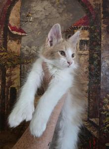 Cheeto paired with Jada Easter and Juju - Maine Coon Kitten For Sale - NV&comma; US