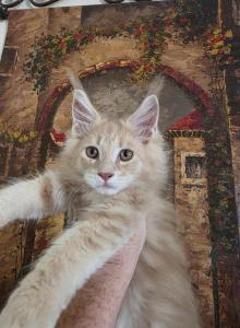 Cheeto paired with Jada Easter and Juju - Maine Coon Kitten For Sale - NV&comma; US
