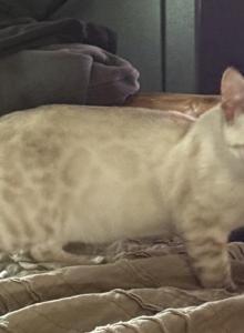 Ready now - Bengal Kitten For Sale - Mills River, NC, US Ready now - Bengal Kitten For Sale - Mills River, NC, US