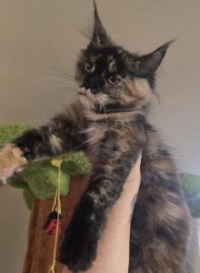 Envy - Maine Coon Kitten For Sale - Elk Grove&comma; CA&comma; US