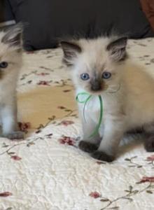 TICA Registered Ragdoll Kittens - Ragdoll Kitten For Sale - PA&comma; US