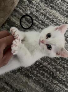 Scottish Fold and Straight - Scottish Fold Kitten For Sale - North Port&comma; FL&comma; US