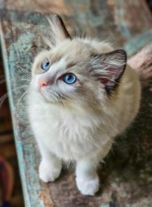 Ros&eacute; - Ragdoll Kitten For Sale - Farmville&comma; VA&comma; US