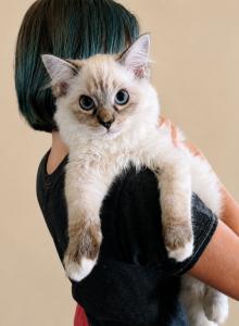Ian - Ragdoll Kitten For Sale - Converse&comma; TX&comma; US