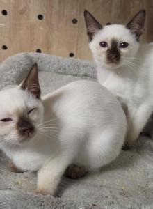 2 choc girls - Siamese Kitten For Sale - Middleburg&comma; PA&comma; US