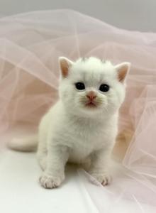 White Scottish Straight Boy - Scottish Straight Kitten For Sale - Orlando&comma; FL&comma; US
