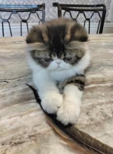 Pommelee     Exotic Longhair - Exotic Kitten For Sale - Bonita Springs&comma; FL&comma; US