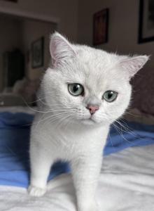 Roland - British Shorthair Cat For Sale - Las Vegas, NV, US Roland - British Shorthair Cat For Sale - Las Vegas, NV, US