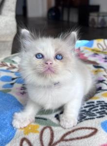 Mink & Traditonal Litter - Ragdoll Kitten For Sale - Ionia, MI, US Mink & Traditonal Litter - Ragdoll Kitten For Sale - Ionia, MI, US