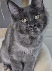 Cali - Maine Coon Kitten For Sale - Wilmington, OH, US Cali - Maine Coon Kitten For Sale - Wilmington, OH, US