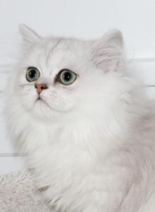 Thomas - Persian Kitten For Sale - Enola, PA, US Thomas - Persian Kitten For Sale - Enola, PA, US