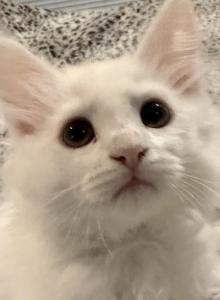 Yoshi of FirCountry Siberians - Siberian Kitten For Sale - Castle Rock, WA, US Yoshi of FirCountry Siberians - Siberian Kitten For Sale - Castle Rock, WA, US