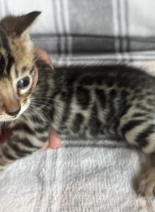 Sahara babies - Bengal Kitten For Sale - Mills River&comma; NC&comma; US