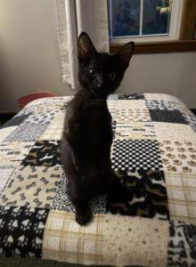 Hamilton - Munchkin Kitten For Adoption - Aiken, SC, US Hamilton - Munchkin Kitten For Adoption - Aiken, SC, US