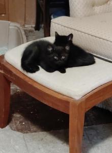 3 Sisters - Domestic Kitten For Adoption - Lawrence&comma; MA&comma; US