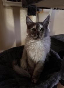 Maple - Maine Coon Kitten For Sale - Bechtelsville, PA, US Maple - Maine Coon Kitten For Sale - Bechtelsville, PA, US